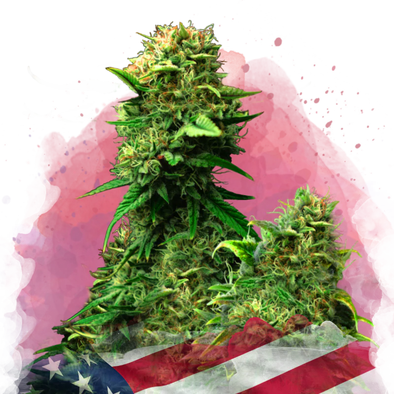 Blue Dream Feminized