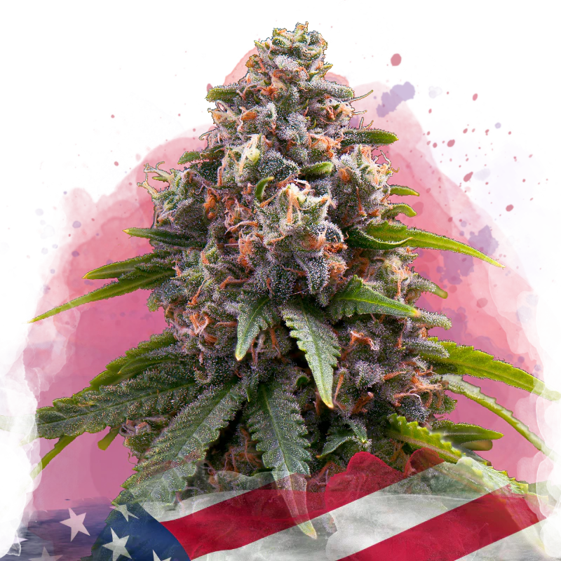 Candy Kush Feminized