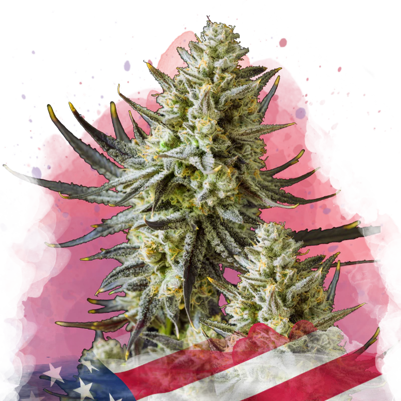 Grease Monkey Feminized