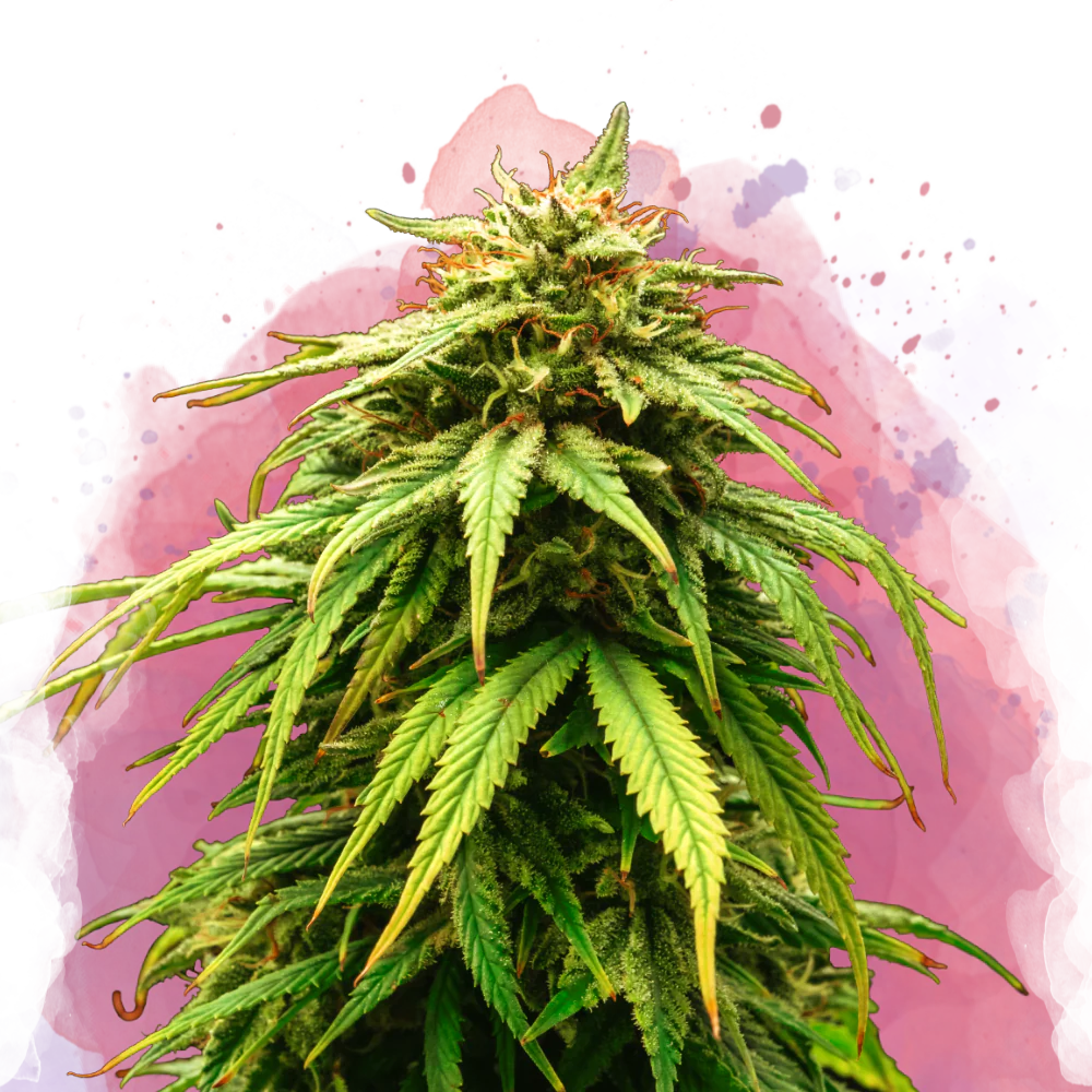 Green Crack Feminized