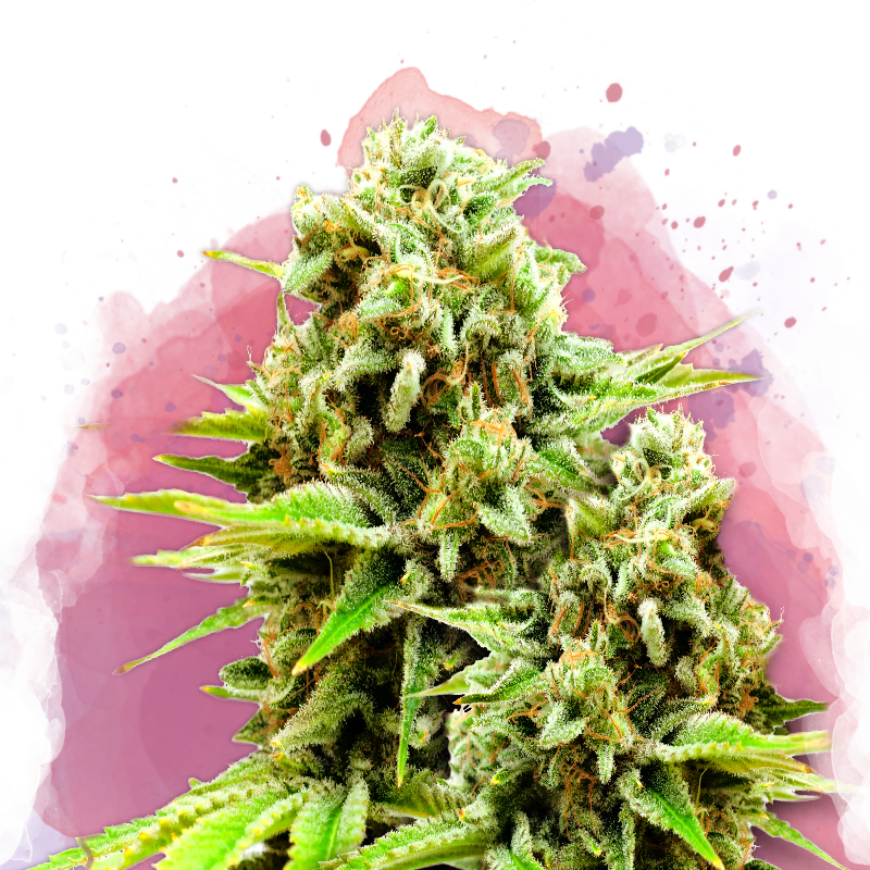 Green Poison Feminized