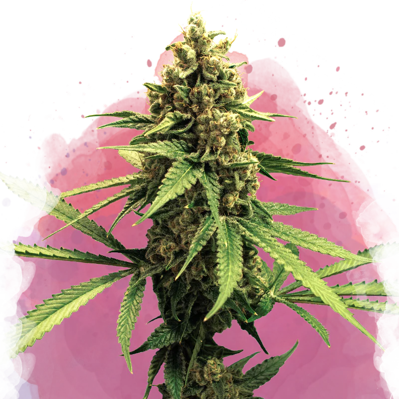 Lemon OG Haze Feminized
