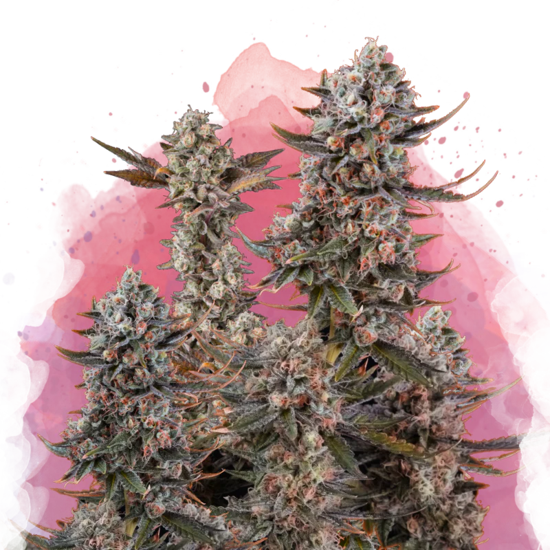 Lithium OG Kush Feminized