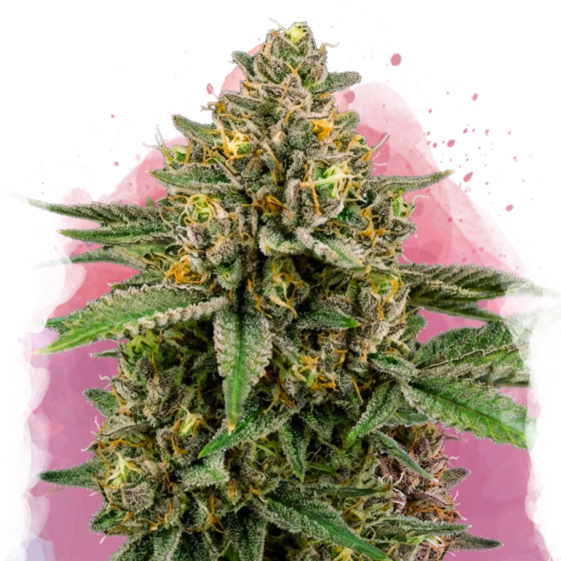 GrowMiles Free Product
