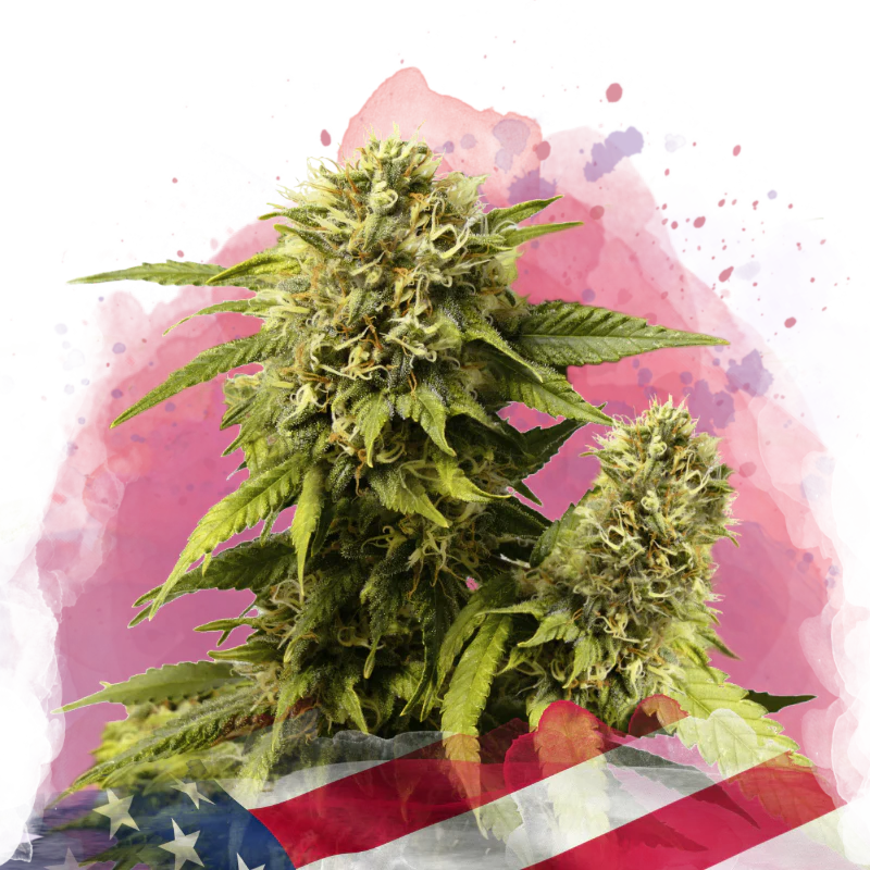 Original Glue Feminized