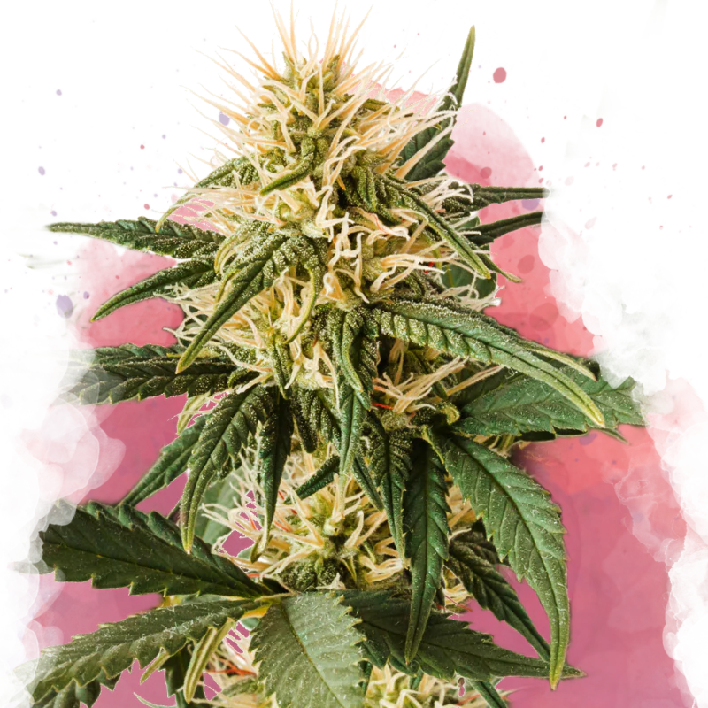 Pure Power Plant Feminized