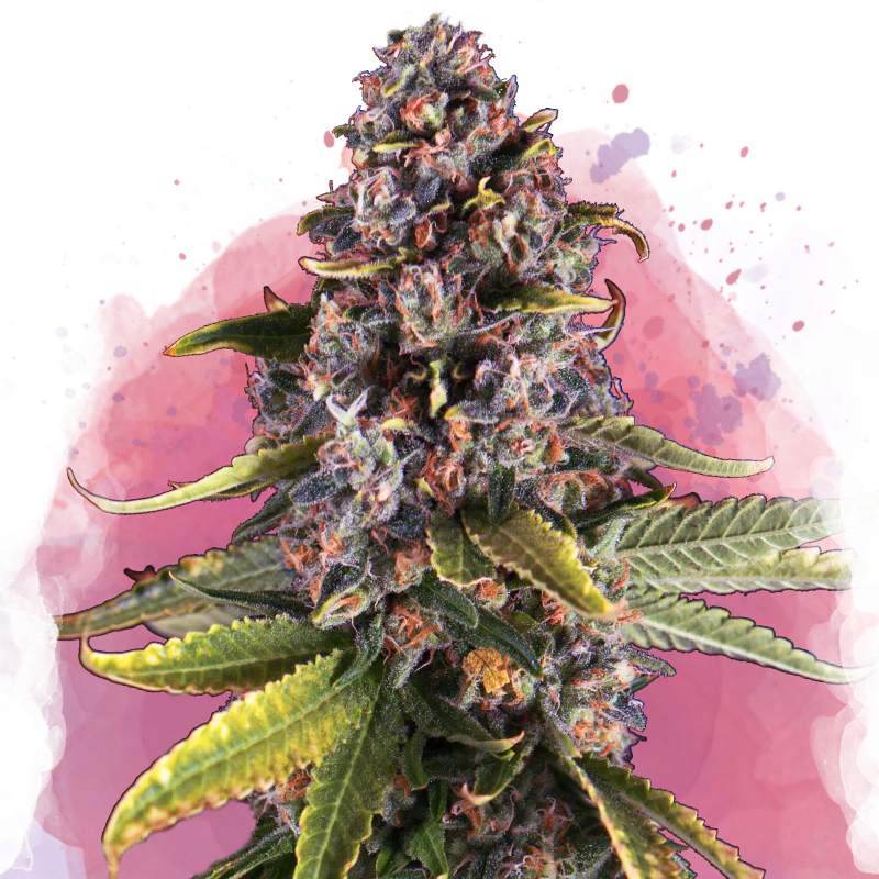 Raspberry Cough Feminized