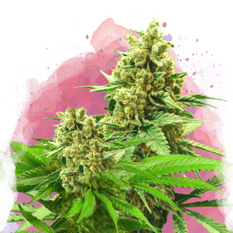 Somango XXL Feminized